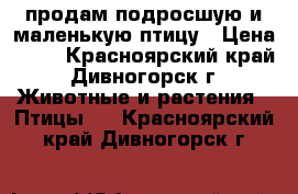 продам подросшую и маленькую птицу › Цена ­ 10 - Красноярский край, Дивногорск г. Животные и растения » Птицы   . Красноярский край,Дивногорск г.